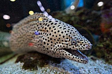 《绝地潜兵2》Steam国区定价下调 从276元降至198元